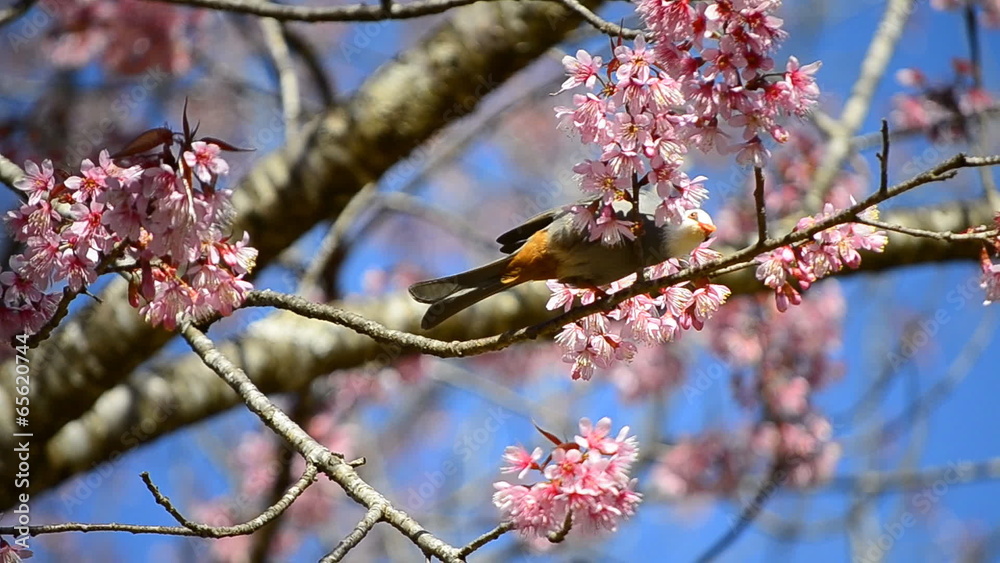 cute little bird eating nectar of cherry blossom tree cute little bird eating nectar of cherry blossom tree