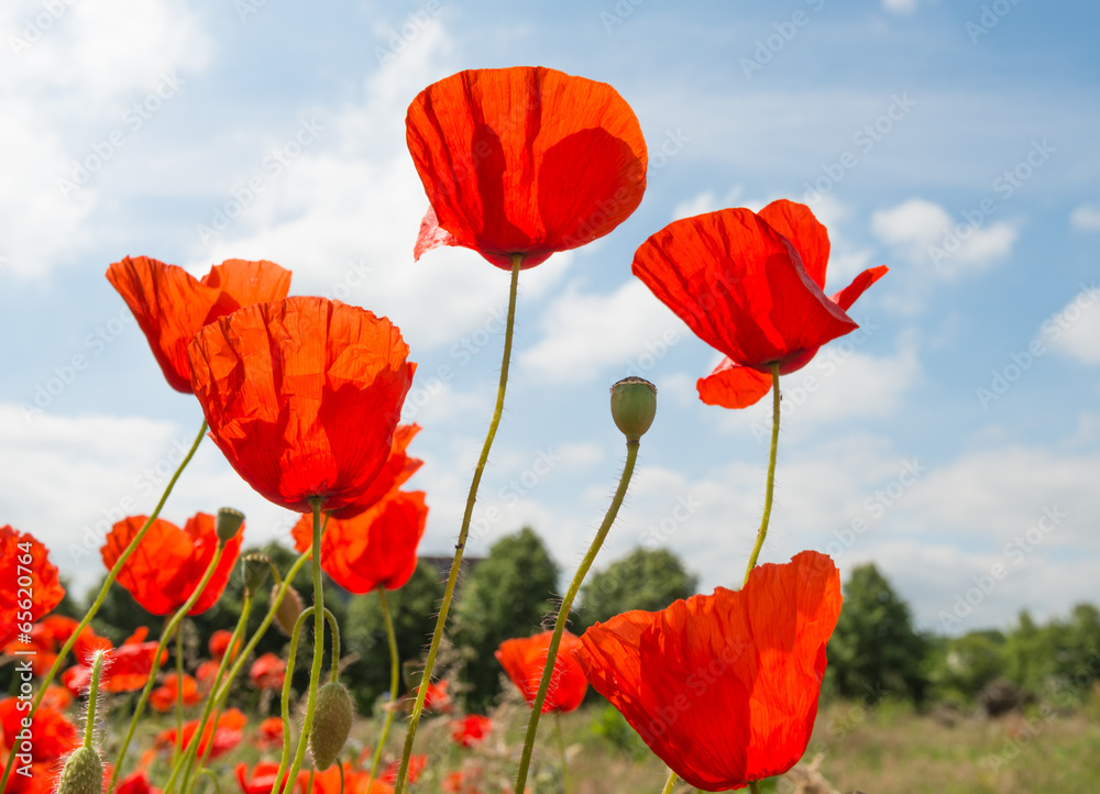 Obraz premium Red flowering translucent poppies against a blue sky.