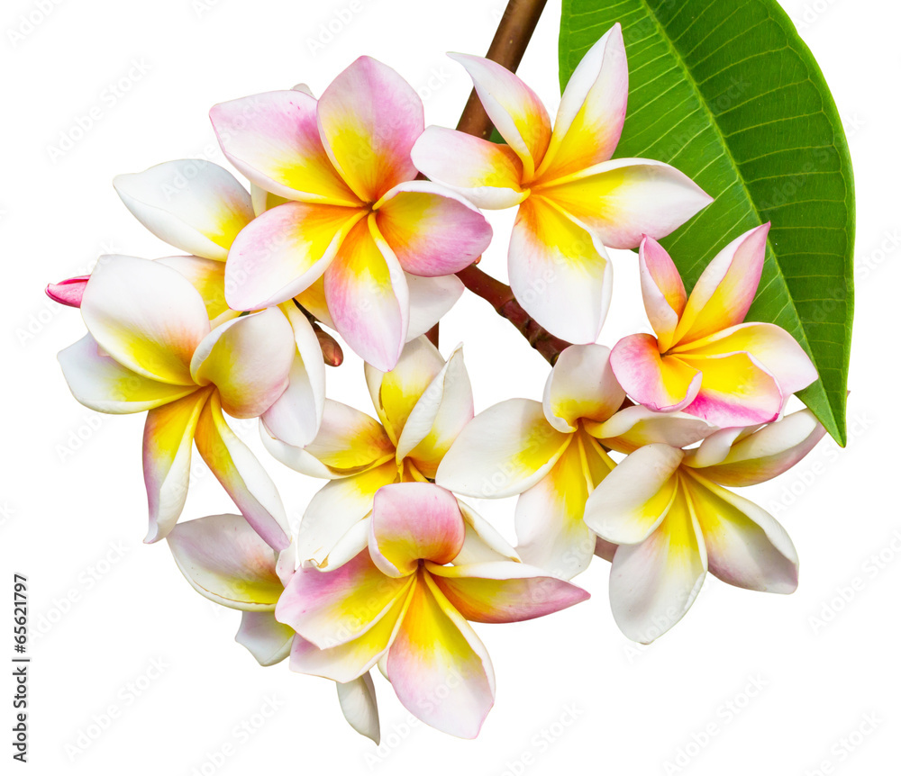 Leelawadee flower isolated Leelawadee flower isolated