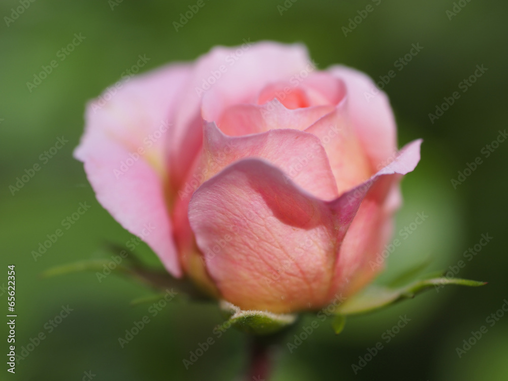 Zarte Rose Zarte Rose