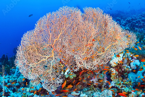 Hickson's fan coral photo