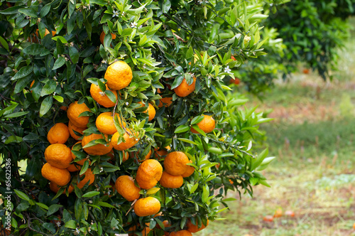 Mandarinenbaum