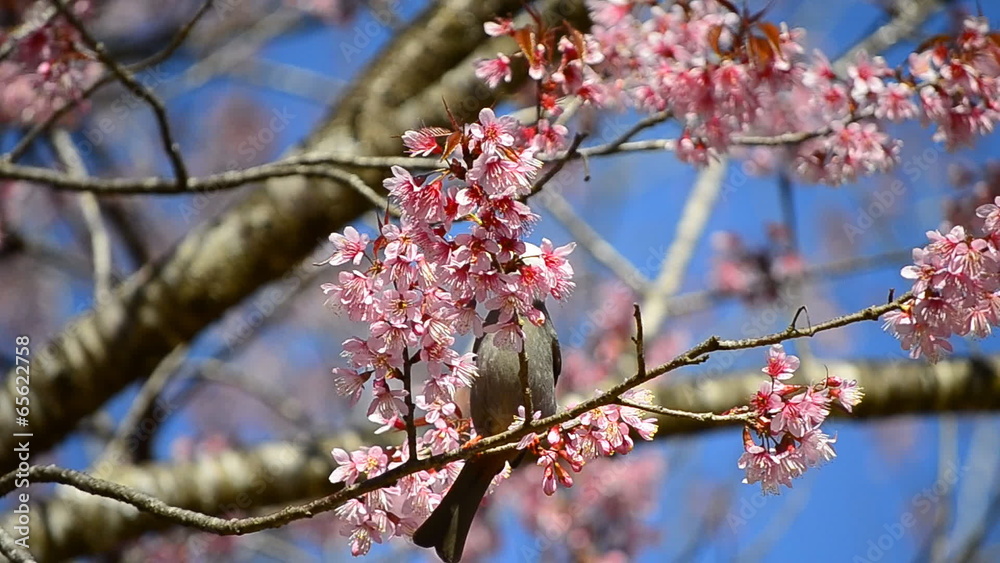 cute little bird eating nectar of cherry blossom tree cute little bird eating nectar of cherry blossom tree
