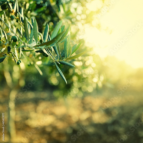 Fotografia Olive trees garden, mediterranean olive field ready for harvest,