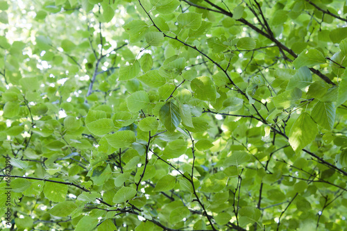 birch leafs