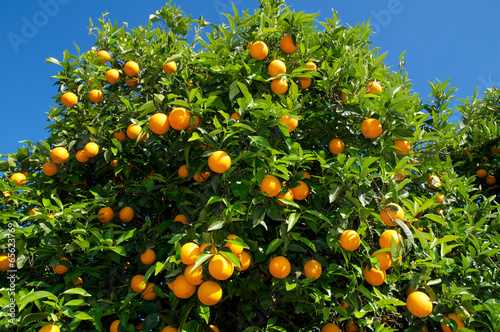 Orangenbaum