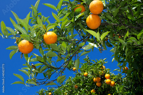 Orangenbaum