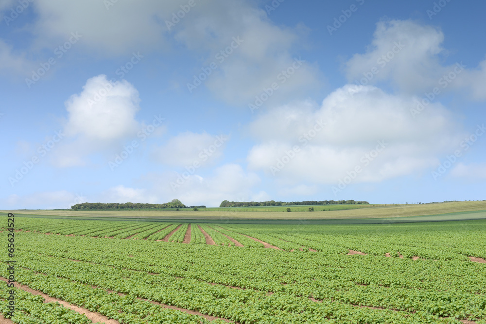 champs de pommes de terre