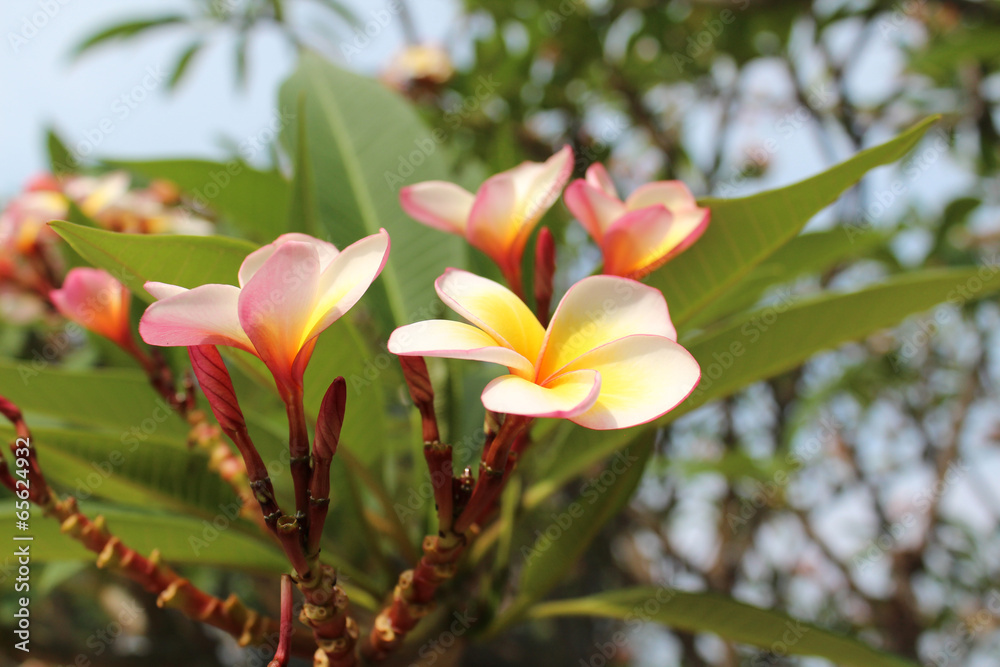 Pink frangipani flower on tree.