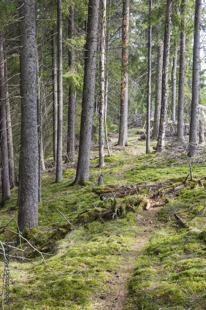 Obraz premium Hiking trail