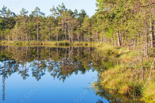 Forest lake water´s edge