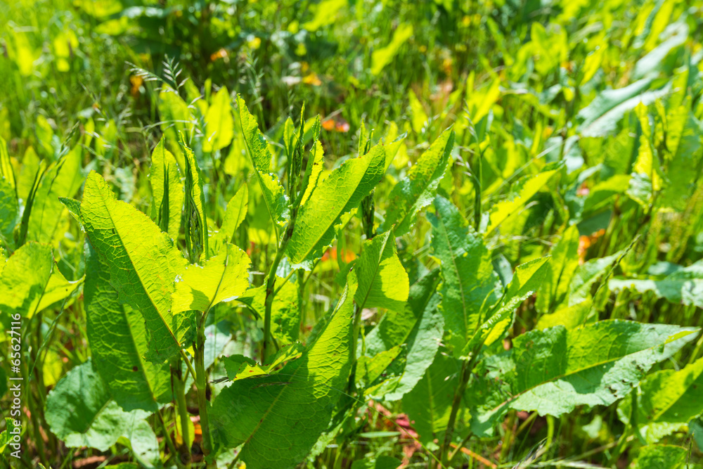 Translucent leaves of Common Sorrel plants Translucent leaves of Common Sorrel plants