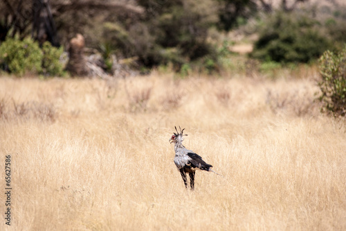 secretarybird