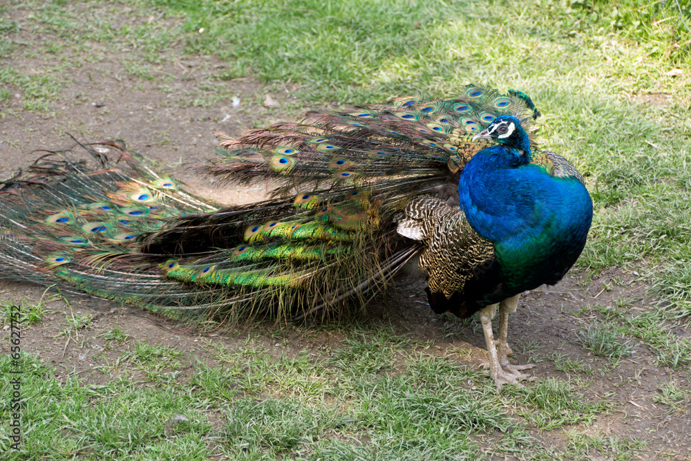 Fototapeta premium Faszinierender Pfau