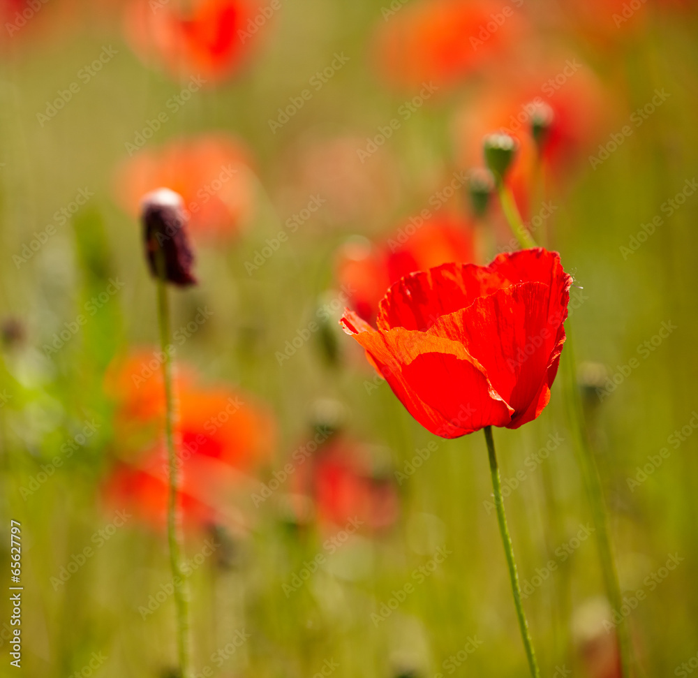 Obraz premium Field of bright red corn poppy flowers in summer