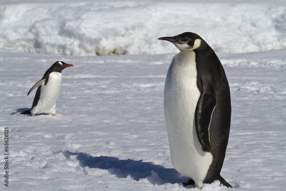 Fototapeta premium young emperor penguin and Gentoo penguins