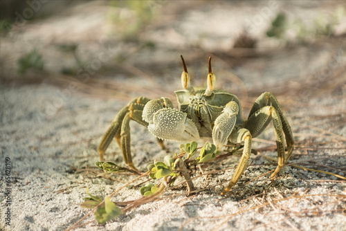Картината върху платно horned ghost crab