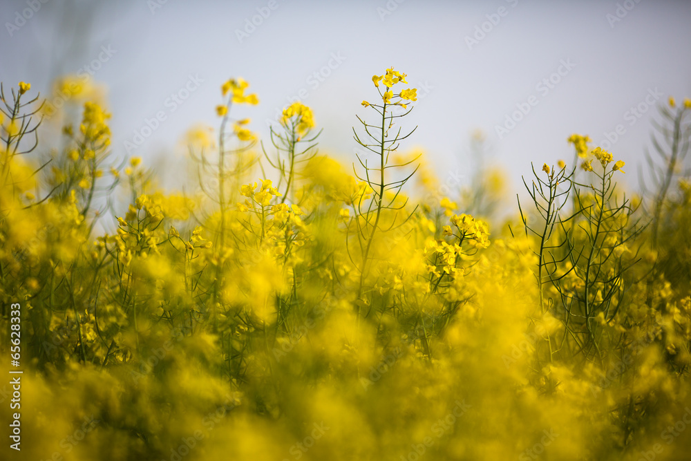 Obraz premium Colza (Brassica rapa)