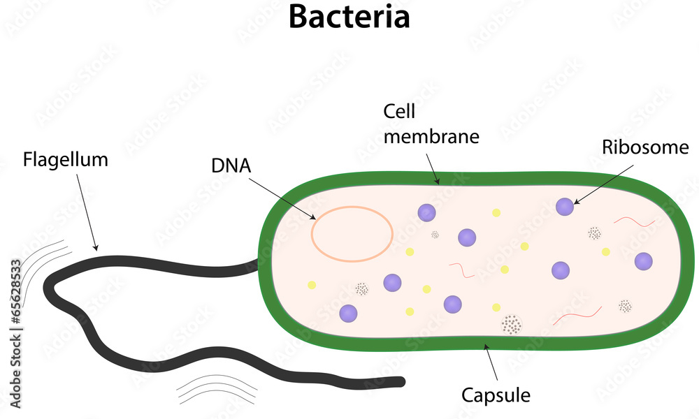 Obraz premium Bacteria