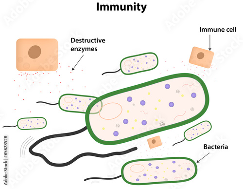 Immunity Labeled Diagram