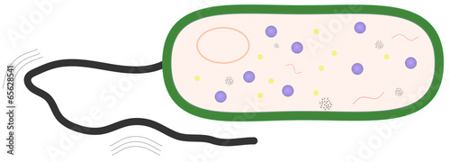 Bacteria