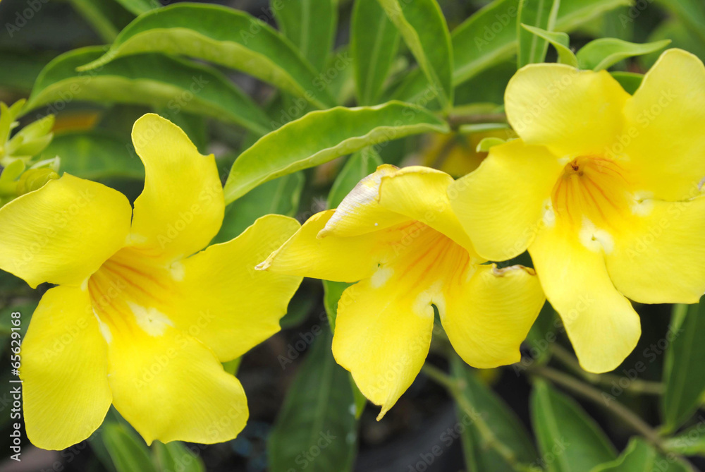 Fototapeta premium Allamanda cathartic GOLDEN TRUMPET