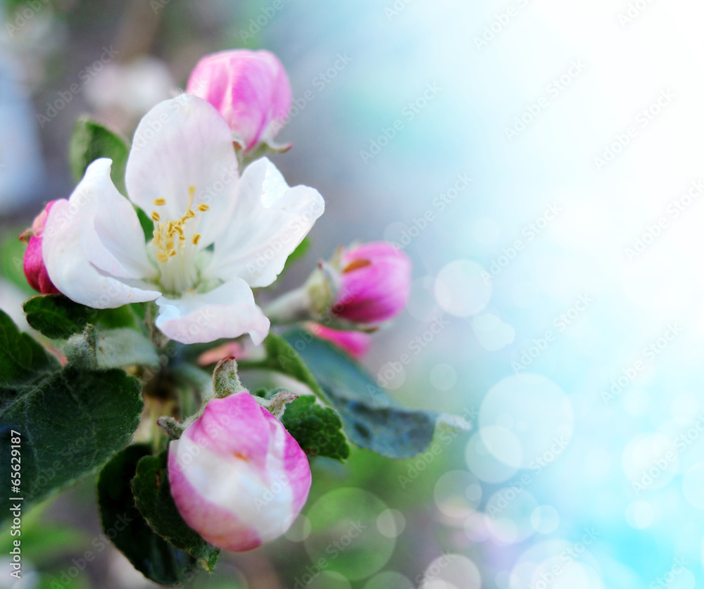 Apple blossoms over blurred nature background. Spring flowers. Apple blossoms over blurred nature background. Spring flowers.