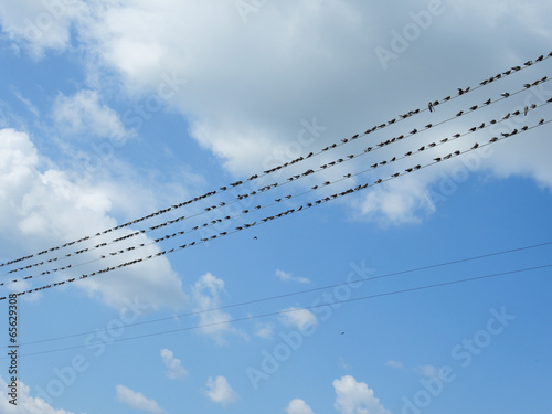 Swallows on wire on background of the blue sky