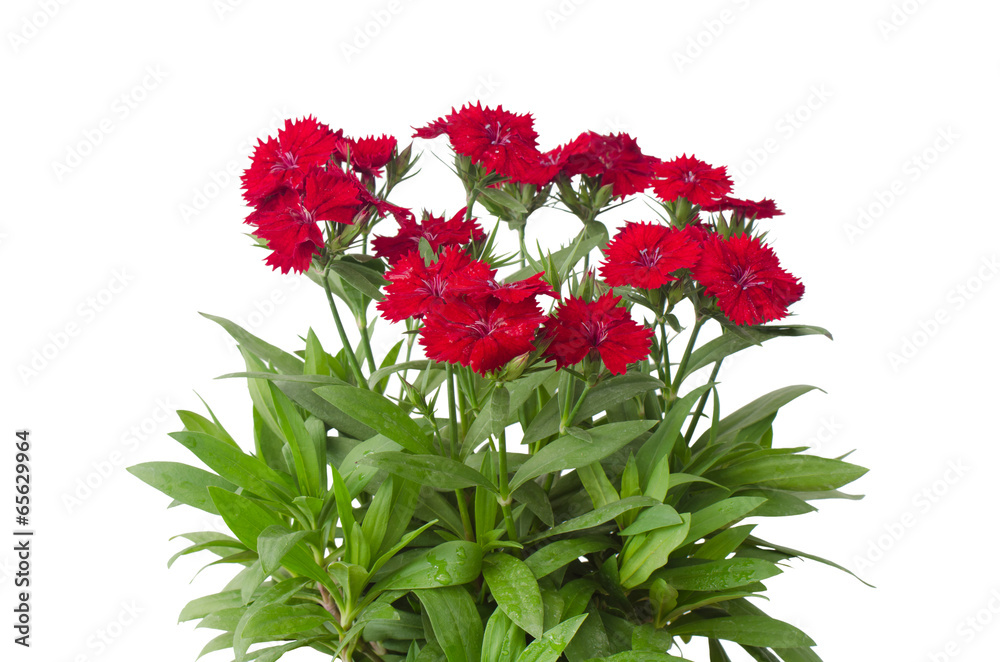 Fototapeta premium Dianthus isolated on a white background