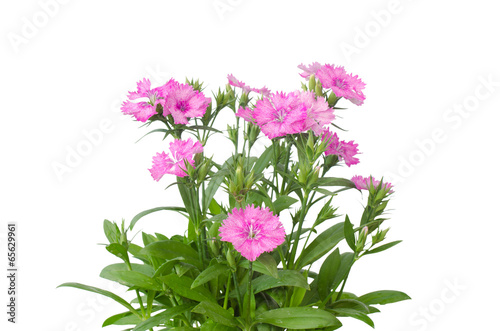 Fototapeta Naklejka Na Ścianę i Meble -  Dianthus isolated on a white background