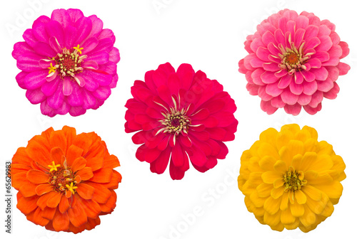 Blooming Zinnias isolated on white background photo
