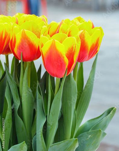 Red-yellow bouquet tulips