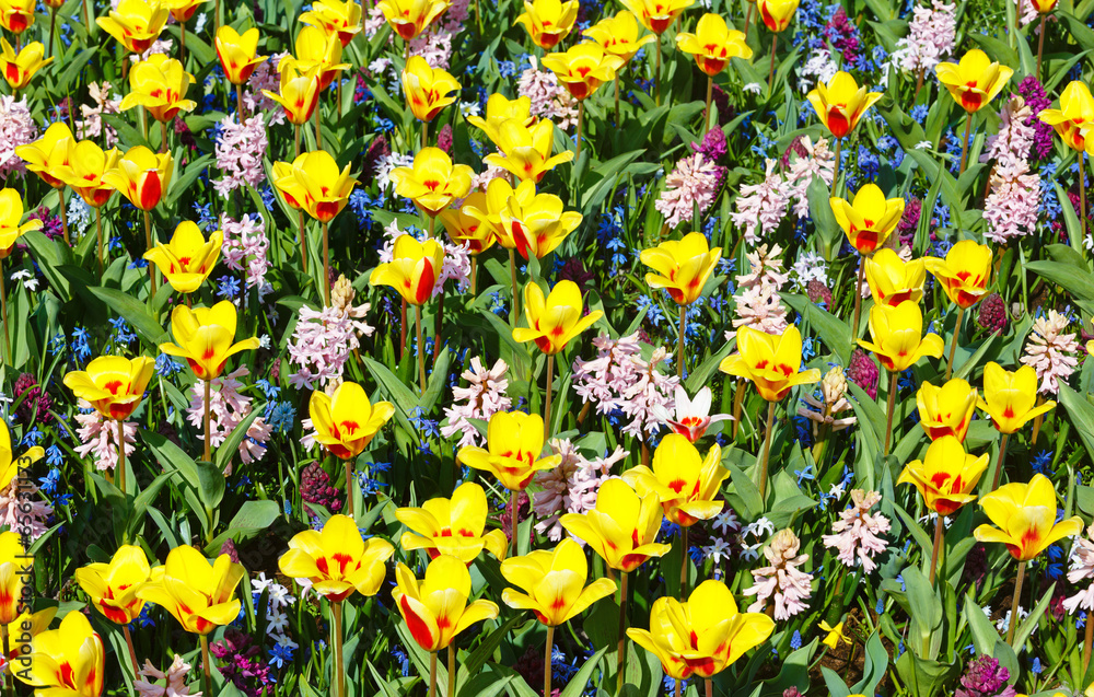 Obraz premium Spring yellow-red tulips and pink hyacinths (background).