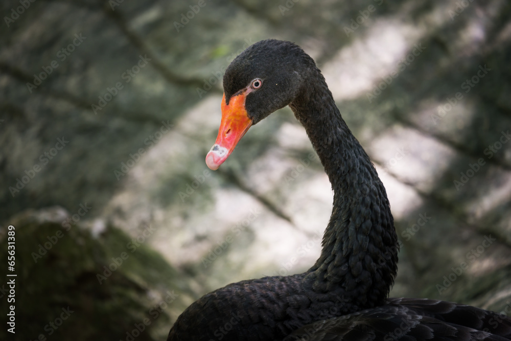 Fototapeta premium Swan head shot