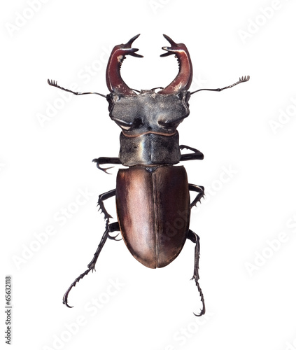 Stag beetle Lucanus cervus isolated on white background