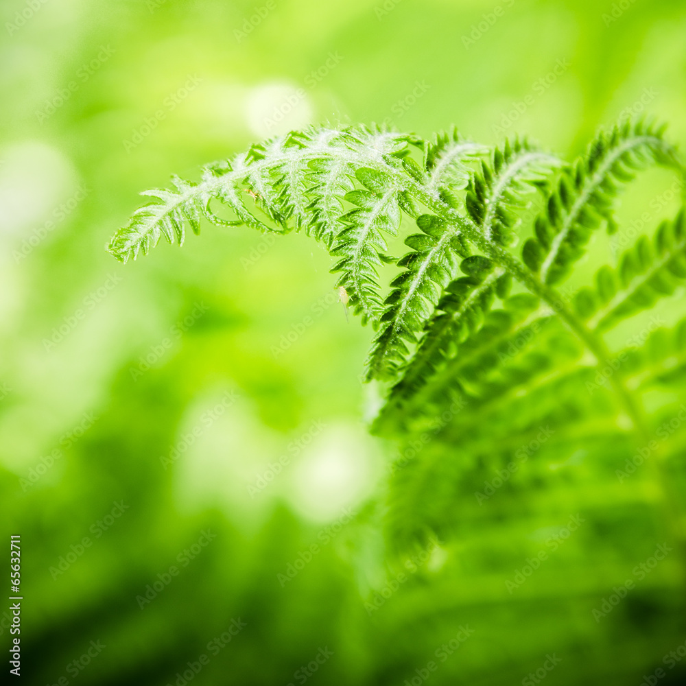 Fern leaves, the close up