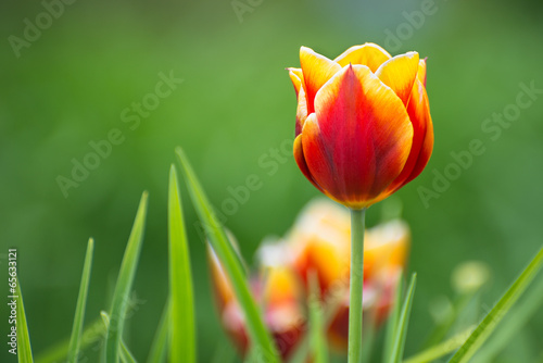 Tulip in bloom