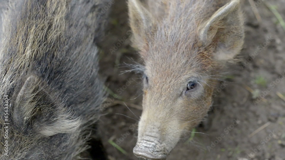 Cute wild boar piglets looking at the camera forest animals Cute wild boar piglets looking at the camera forest animals