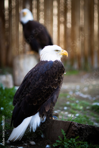 Bald eagle