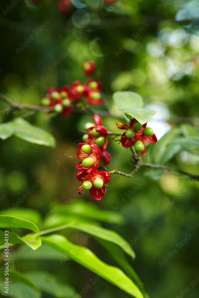 small red flower in sun light small red flower in sun light