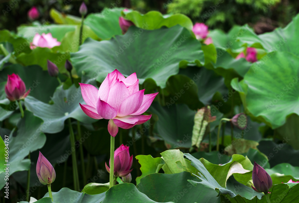 Lotus flower and Lotus flower plants Lotus flower and Lotus flower plants