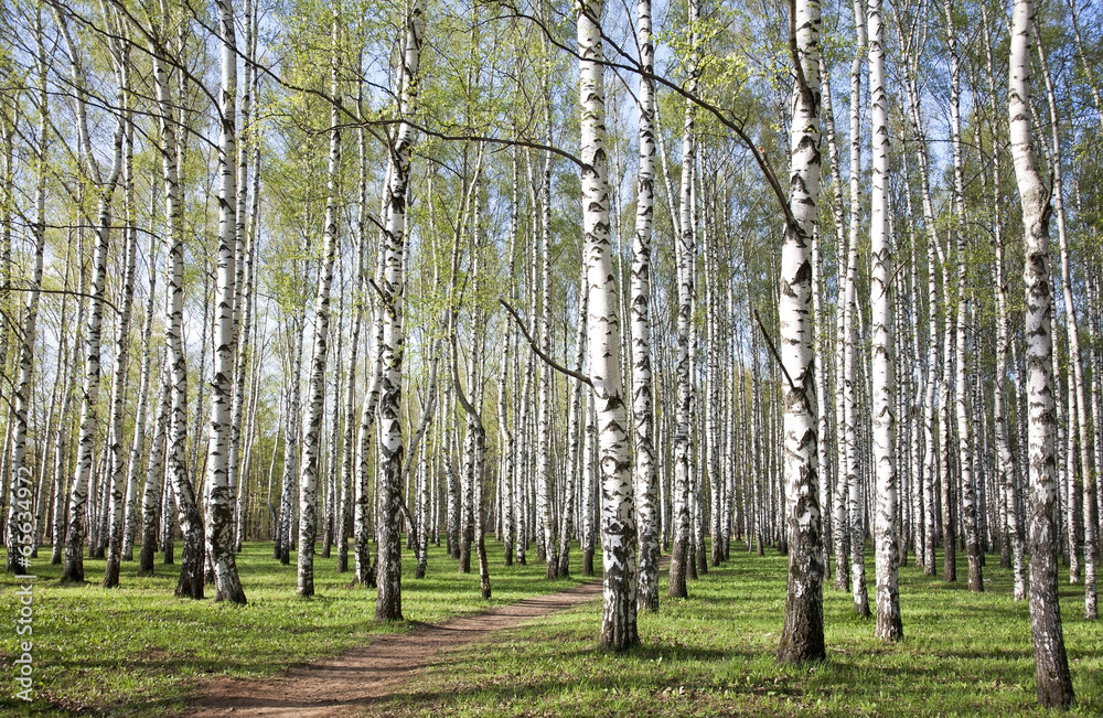Obraz premium Pathway in birch grove with first spring greens