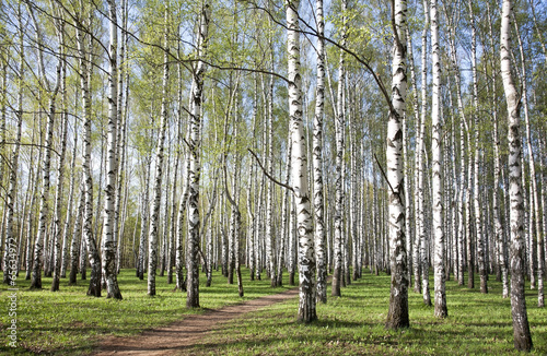 Fototapeta Naklejka Na Ścianę i Meble -  Pathway in birch grove with first spring greens