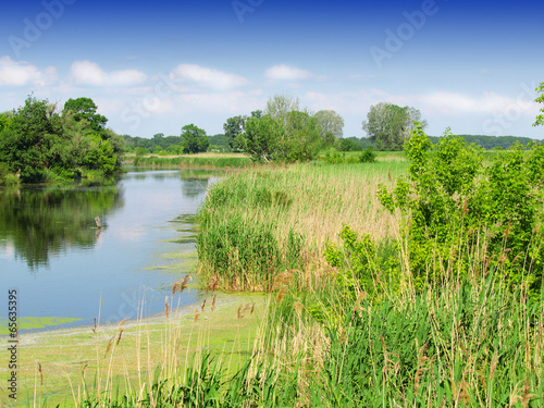 Wild Bog Swamp