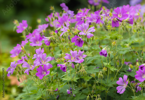 Lilac flowering woodland cranesbill
