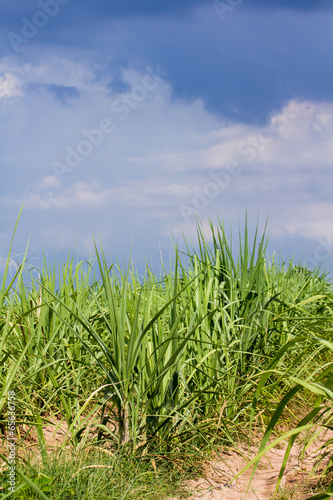 sugarcane field