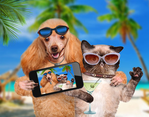 dog with cat taking a selfie together with a smartphone
