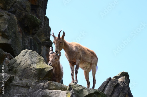 two mountain goats in the rocky mountains © lisica1