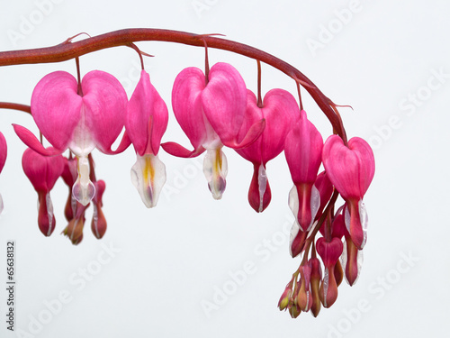 Tränendes Herz - Lamprocapnos spectabilis photo