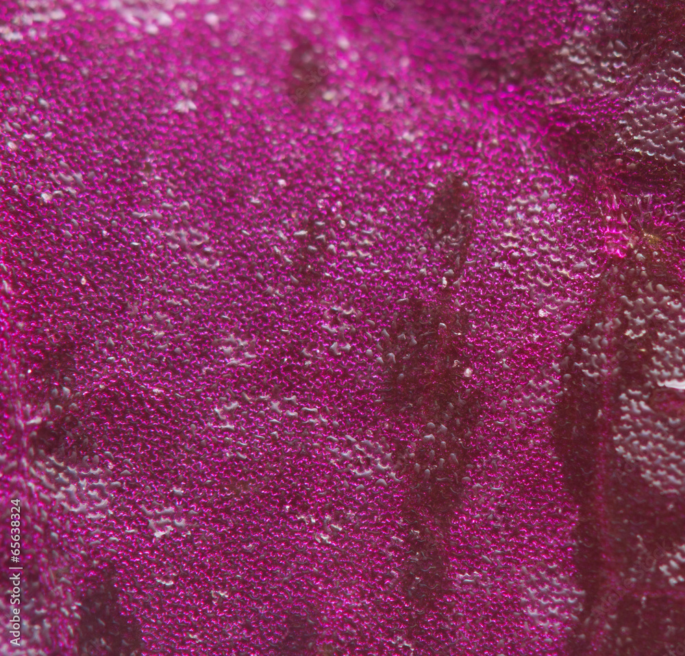 Abstract pink background. Macro. Extreme closeup